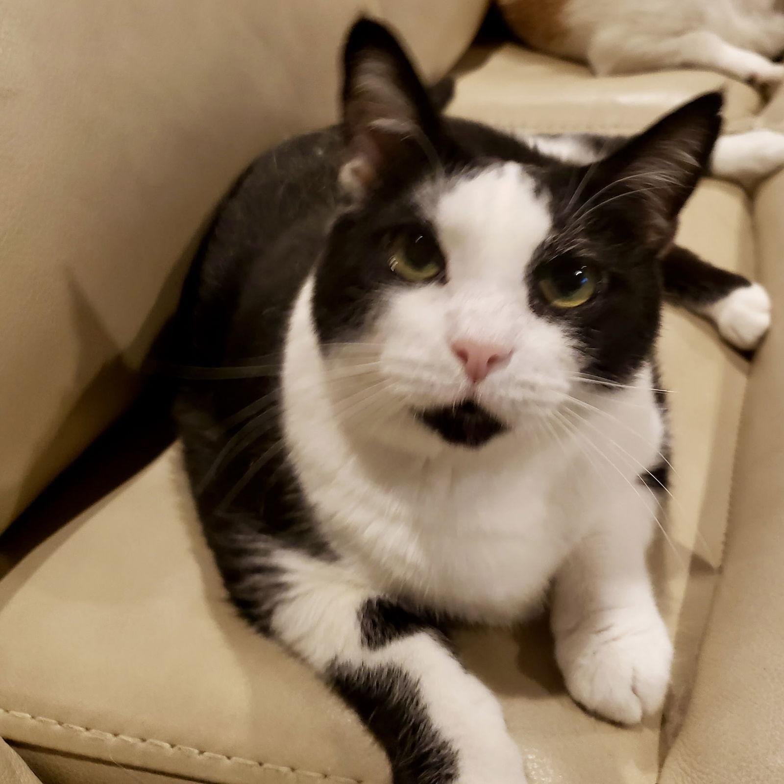 Enlarge Autumn 2025, a Adoptable mixed breed in Norwood, OH image 2/3