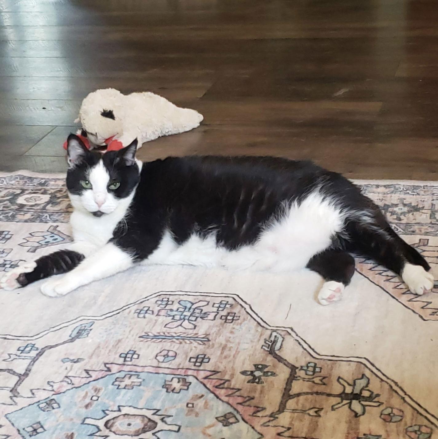 Autumn 2025, Adoptable, Adult Female Tuxedo & Domestic Short Hair.