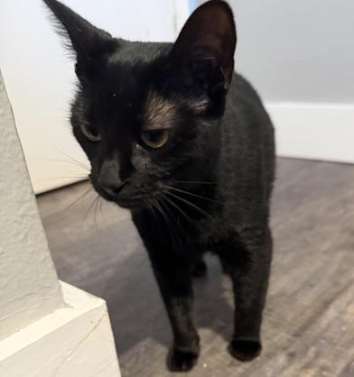 Lilly — thumbnail 6