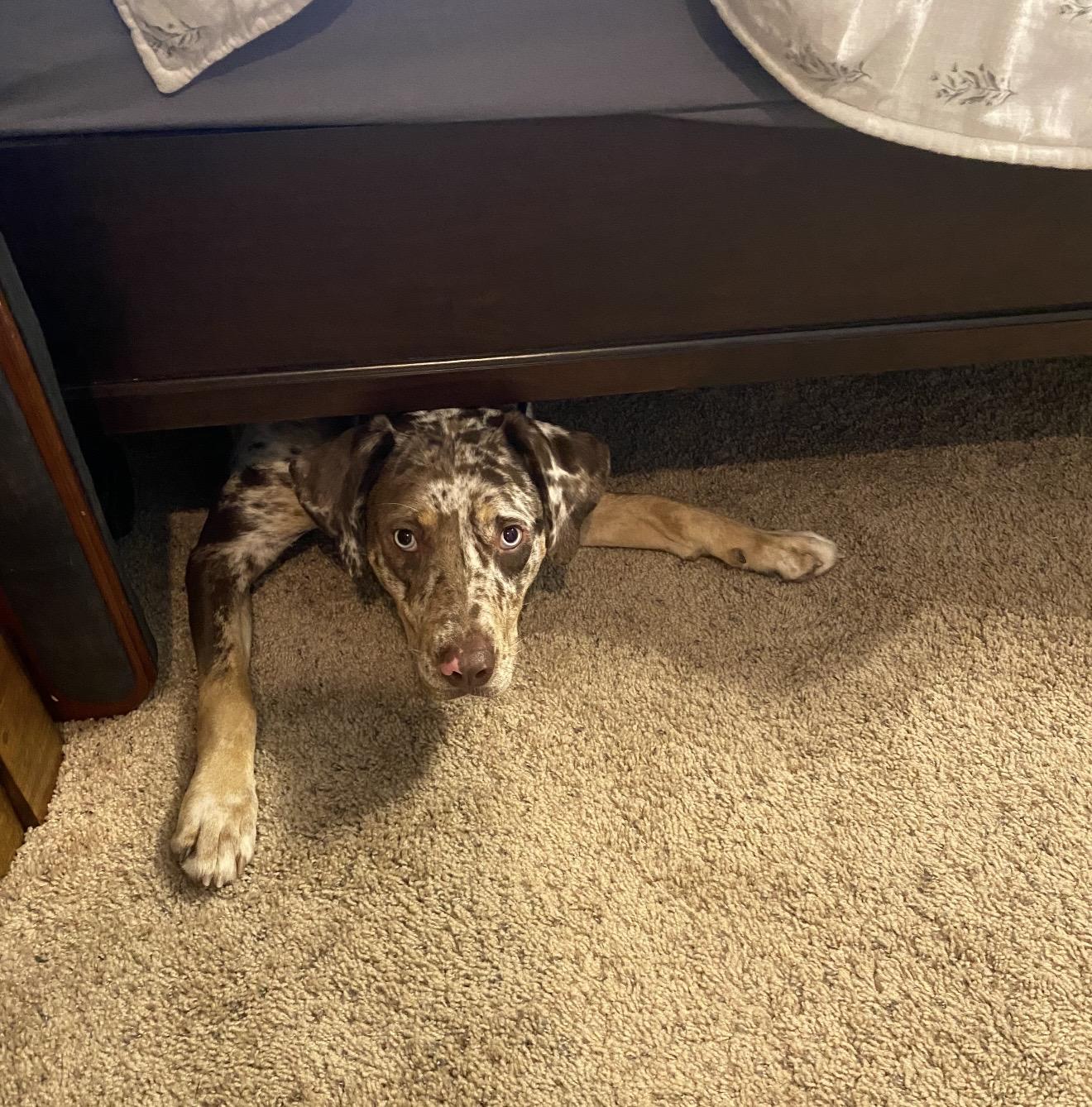 Enlarge Rogue , a ADOPTABLE mixed breed in Pelham, NH image 5/6