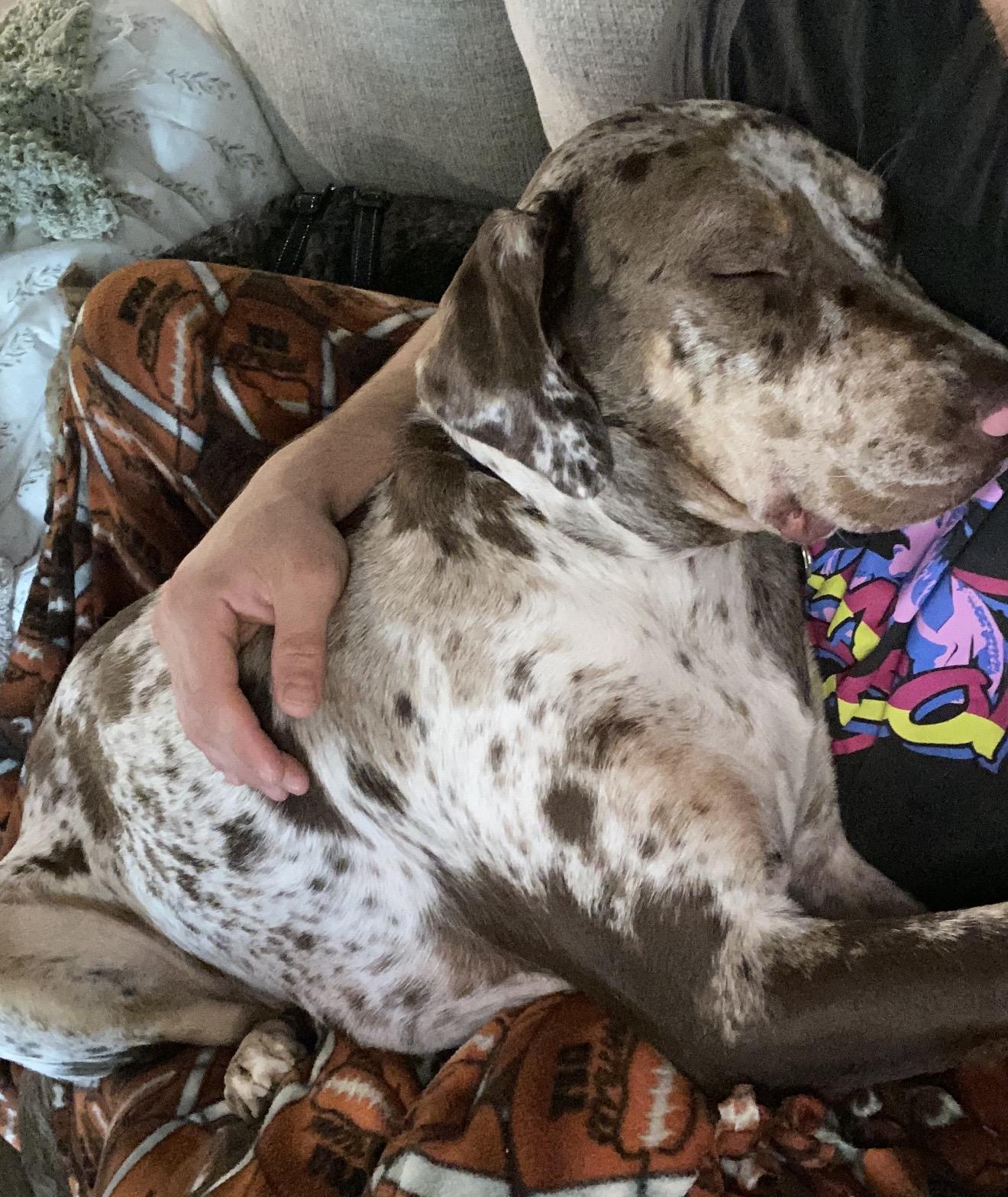 Enlarge Rogue , a ADOPTABLE mixed breed in Pelham, NH image 4/6