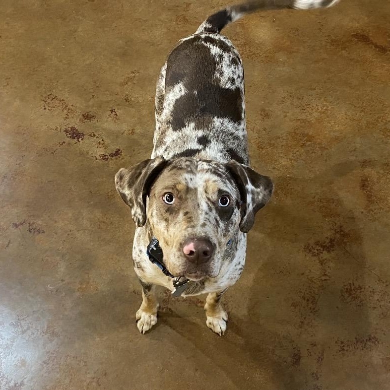 Enlarge Rogue , a ADOPTABLE mixed breed in Pelham, NH image 1/6