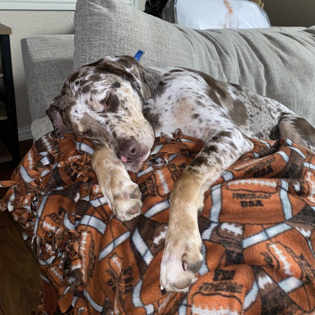 Enlarge Rogue , a ADOPTABLE mixed breed in Pelham, NH image 3/6