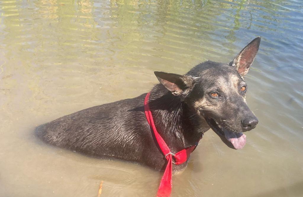 Enlarge Smiley, a Adoptable mixed breed in Quinlan, TX image 2/6
