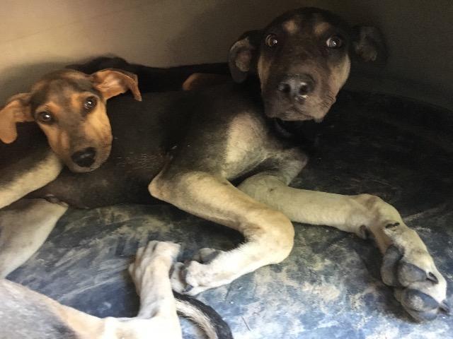 Smiley, a Adoptable mixed breed in Quinlan, TX image 2/6