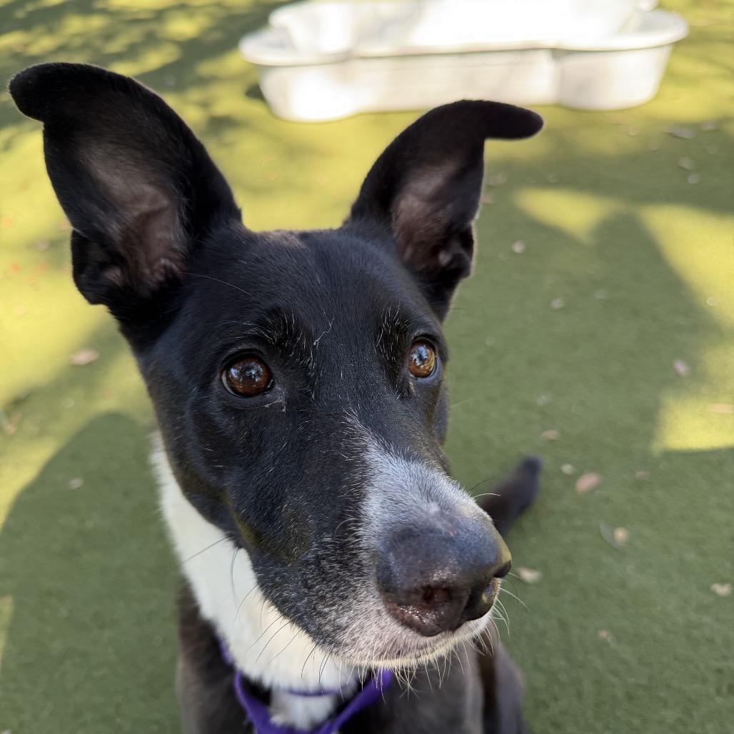 Queenie, Adoptable, Adult Female Mixed Breed.