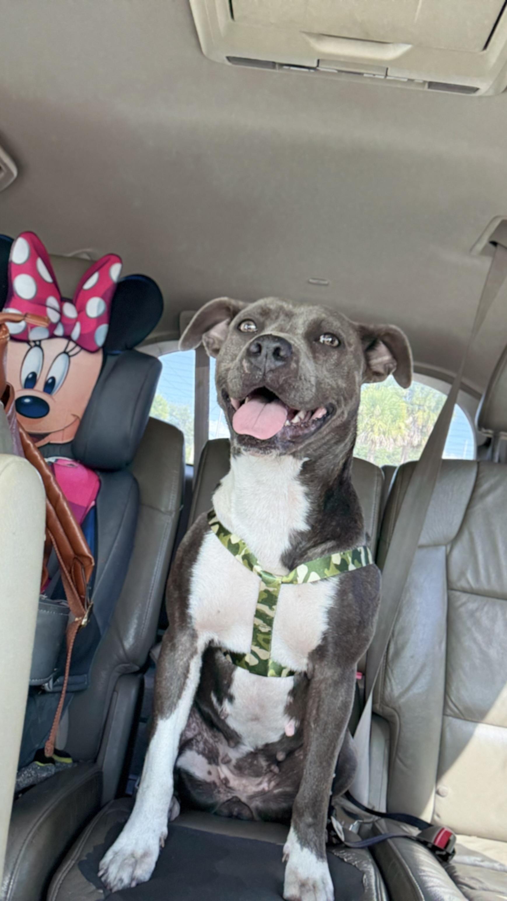 Bella, Adoptable, Adult Female Pit Bull Terrier.