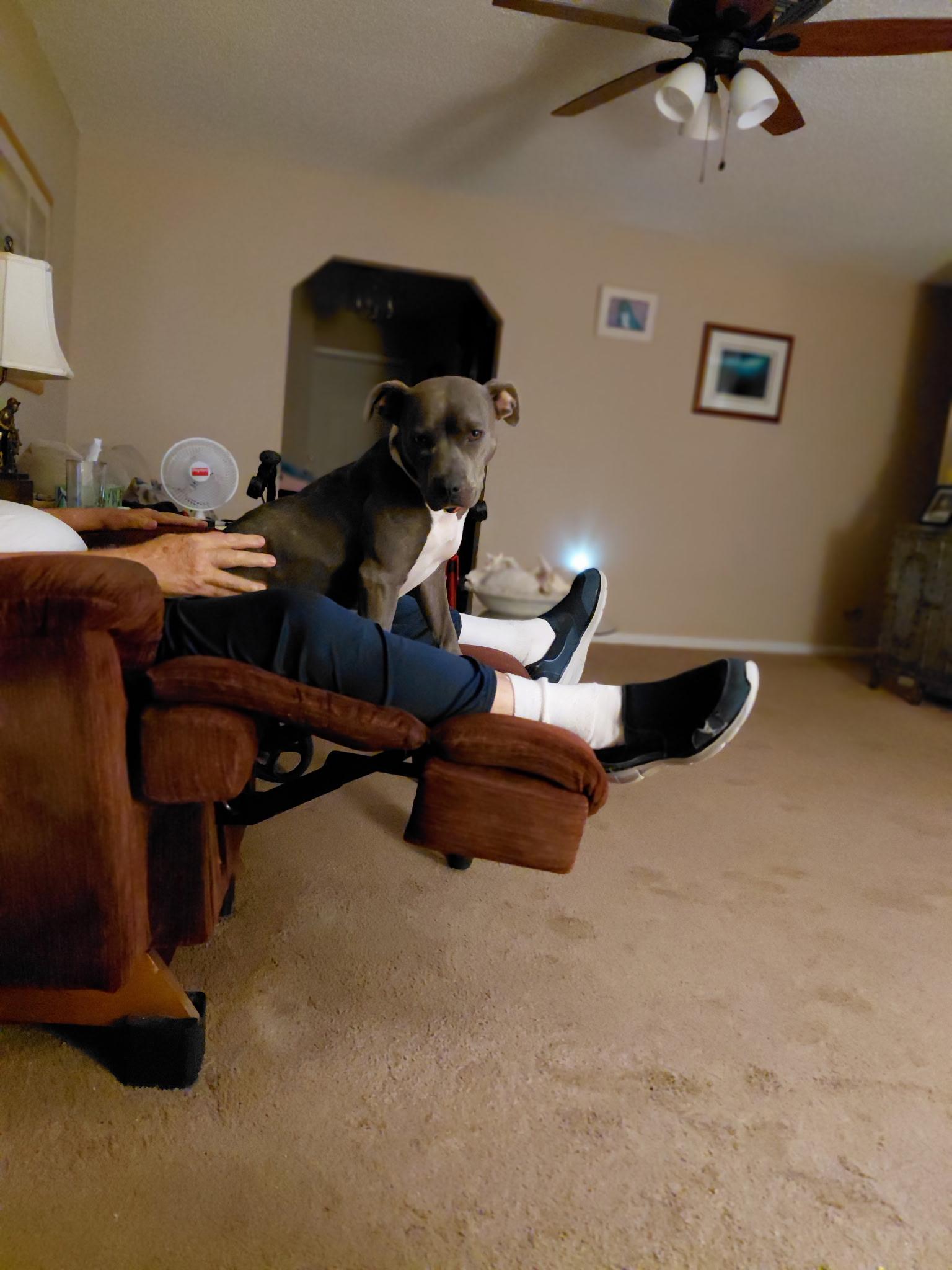 Enlarge Bella, a Adoptable Pit Bull Terrier in Port Saint Lucie, FL image 3/5