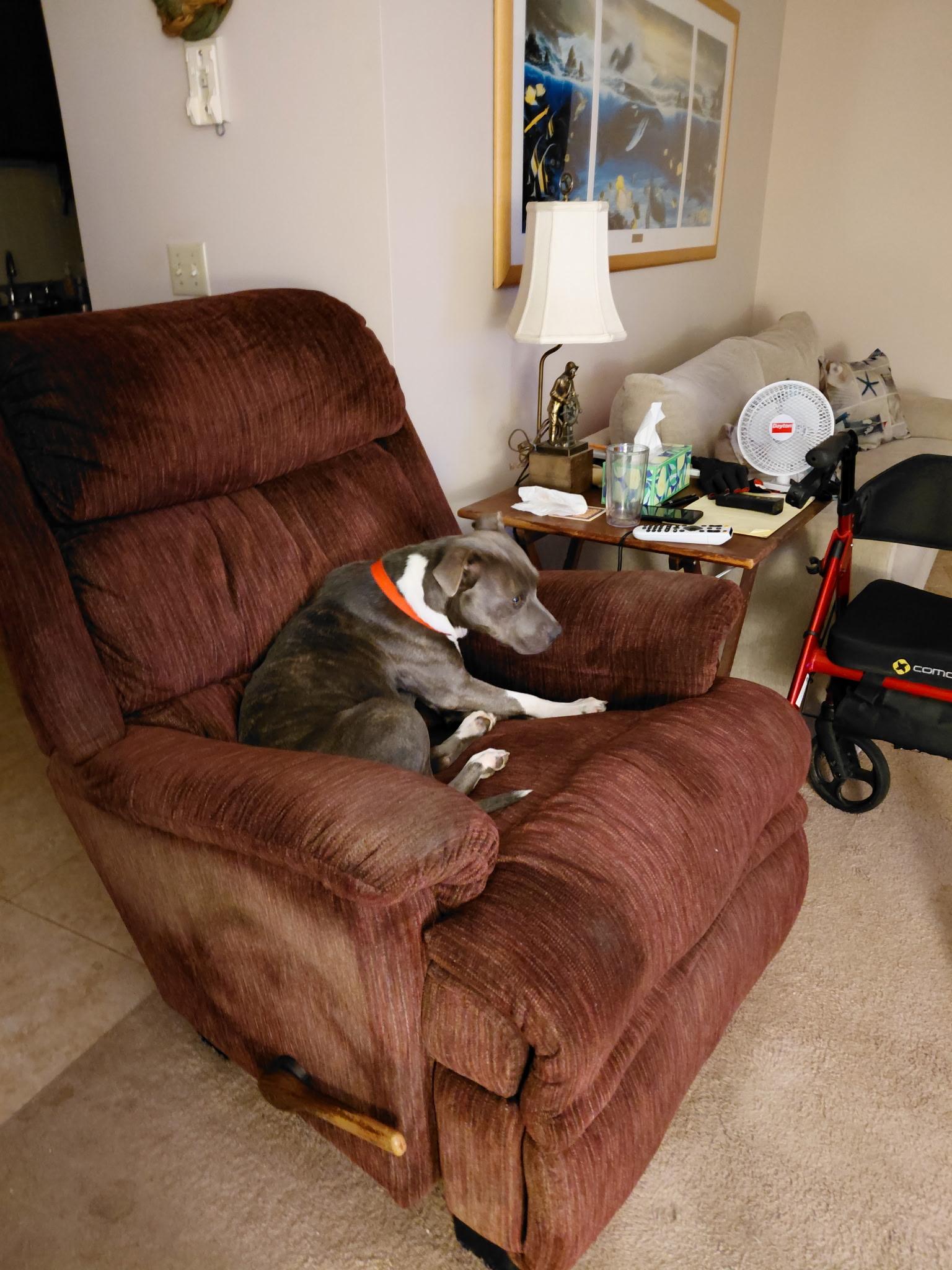 Enlarge Bella, a Adoptable Pit Bull Terrier in Port Saint Lucie, FL image 4/5