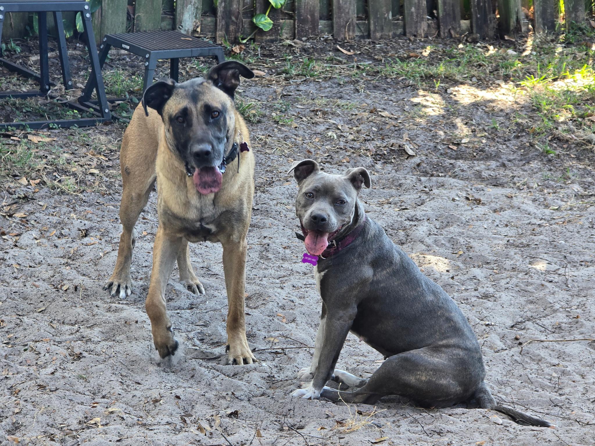 Enlarge Bella, a Adoptable Pit Bull Terrier in Port Saint Lucie, FL image 1/5
