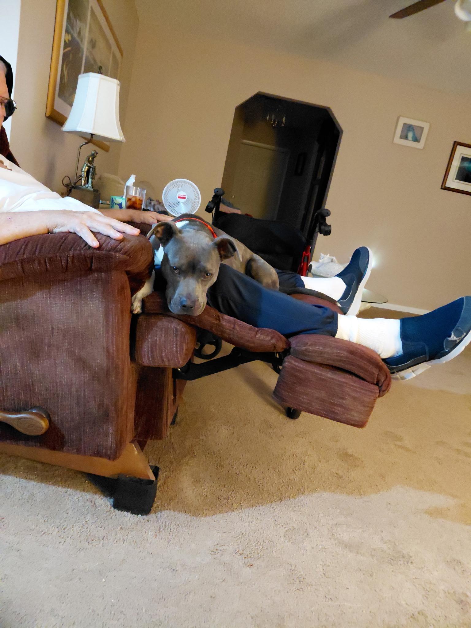 Enlarge Bella, a Adoptable Pit Bull Terrier in Port Saint Lucie, FL image 5/5