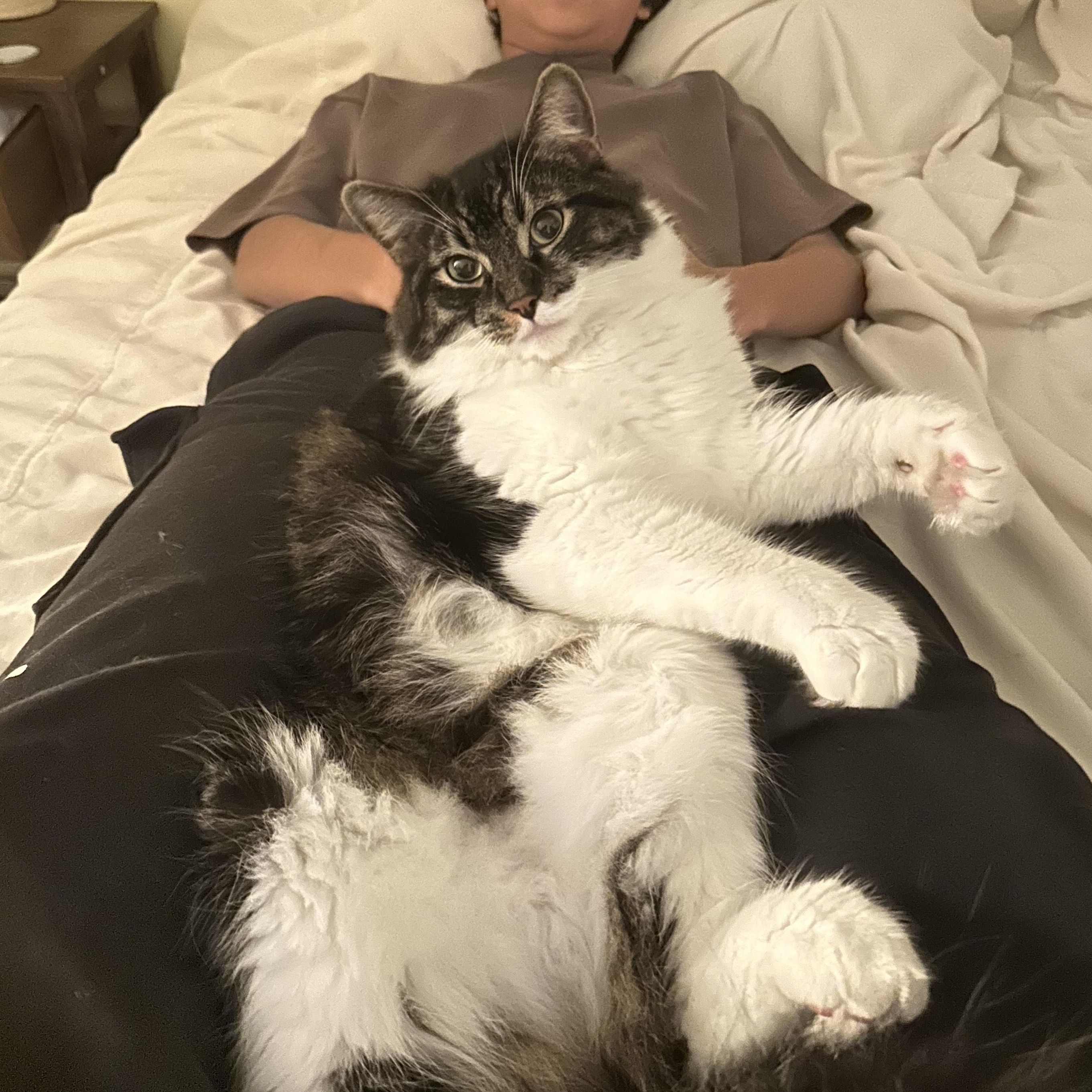 Caesar & Noa thumbnail 3