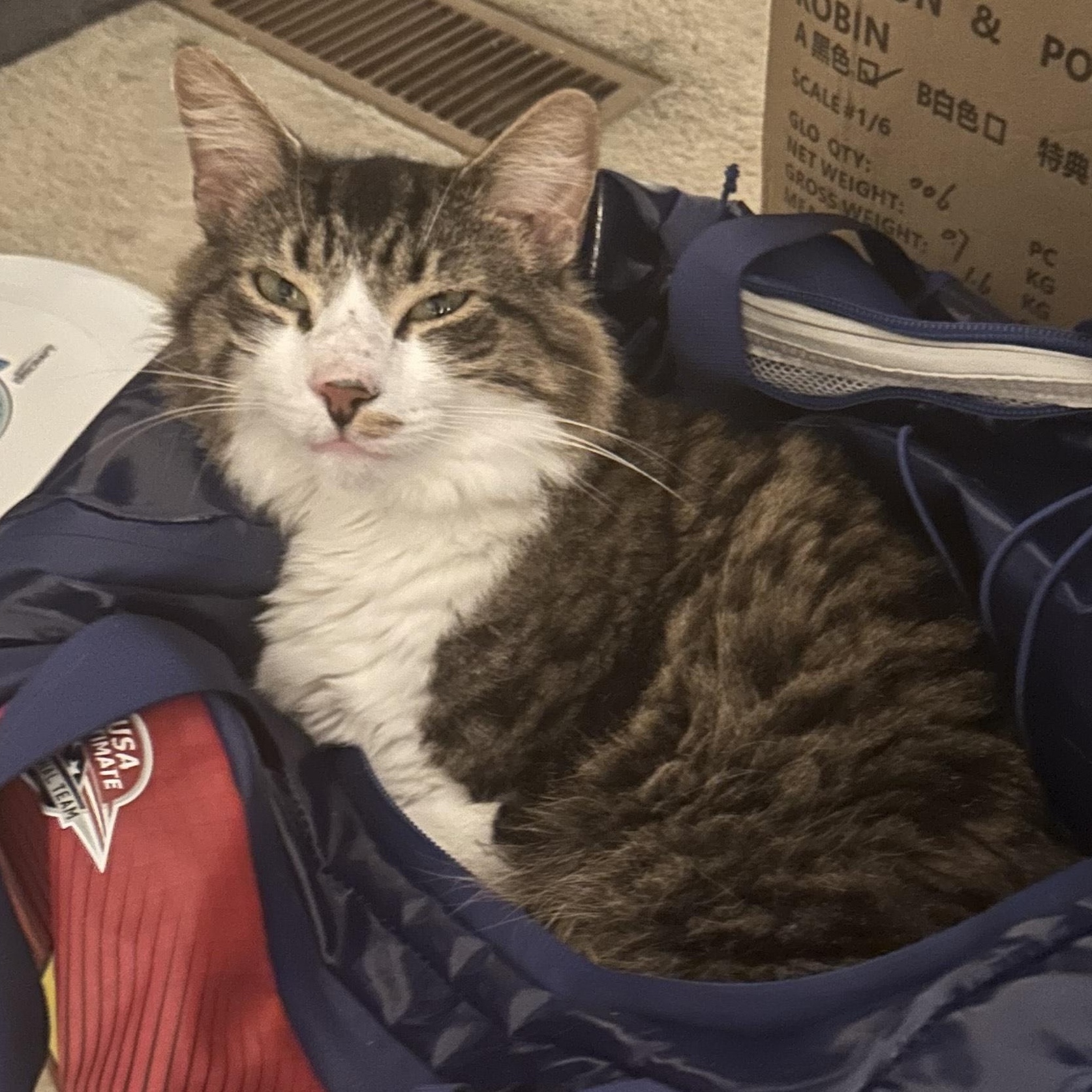 Caesar & Noa thumbnail 5