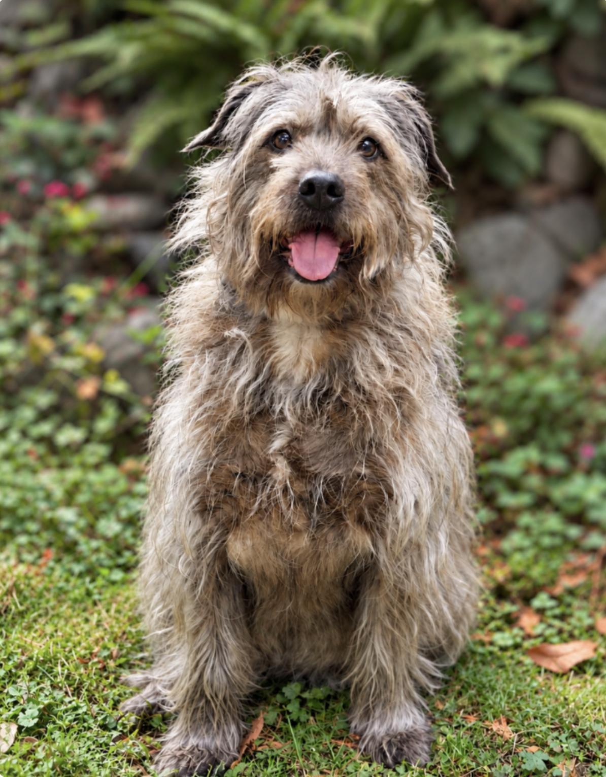 Enlarge Finn, a Adoptable mixed breed in Puyallup, WA image 2/2