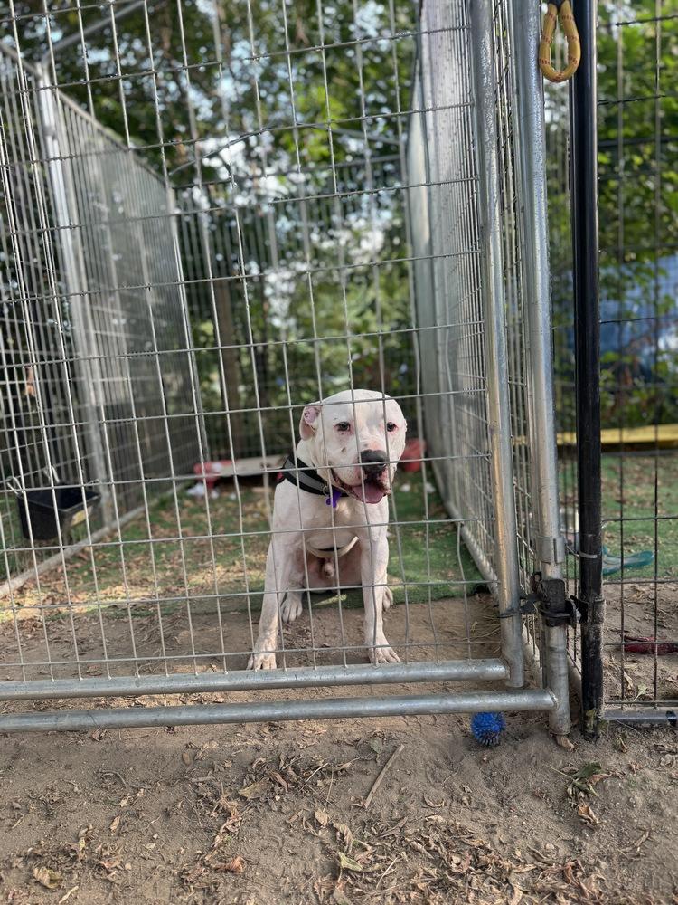 Enlarge Tank Dell, a Adoptable mixed breed in Waunakee, WI image 1/3