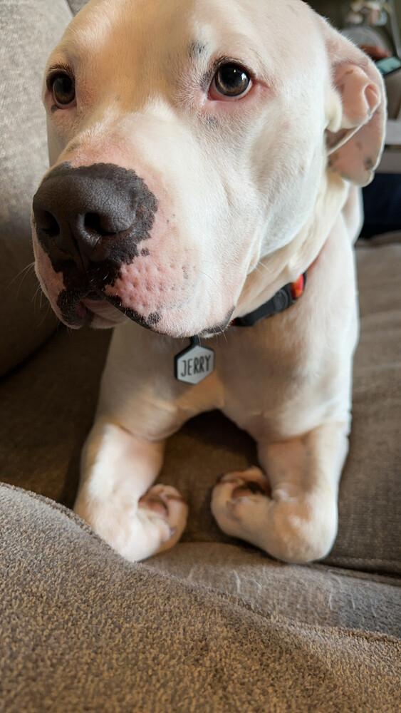 Enlarge Tank Dell, a Adoptable mixed breed in Waunakee, WI image 3/3