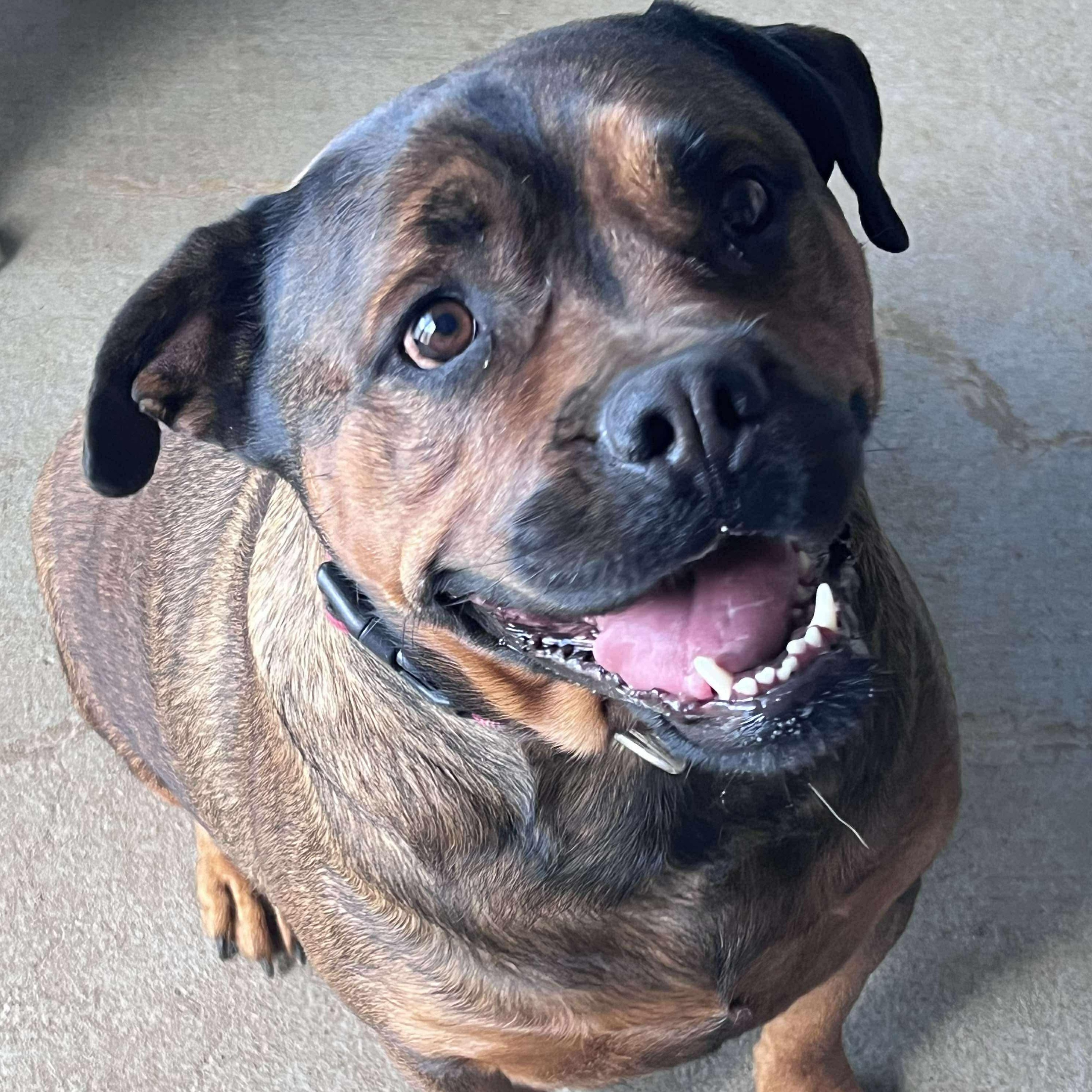 Roxy, Adoptable, Adult Female Rottweiler.
