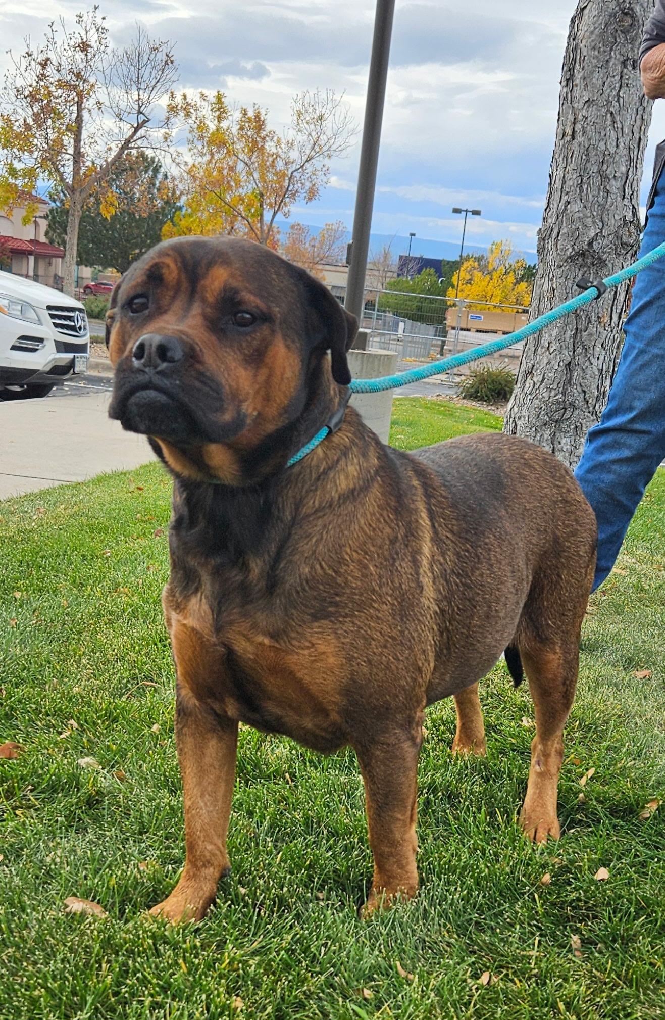 Roxy, Adoptable, Adult Female Rottweiler.