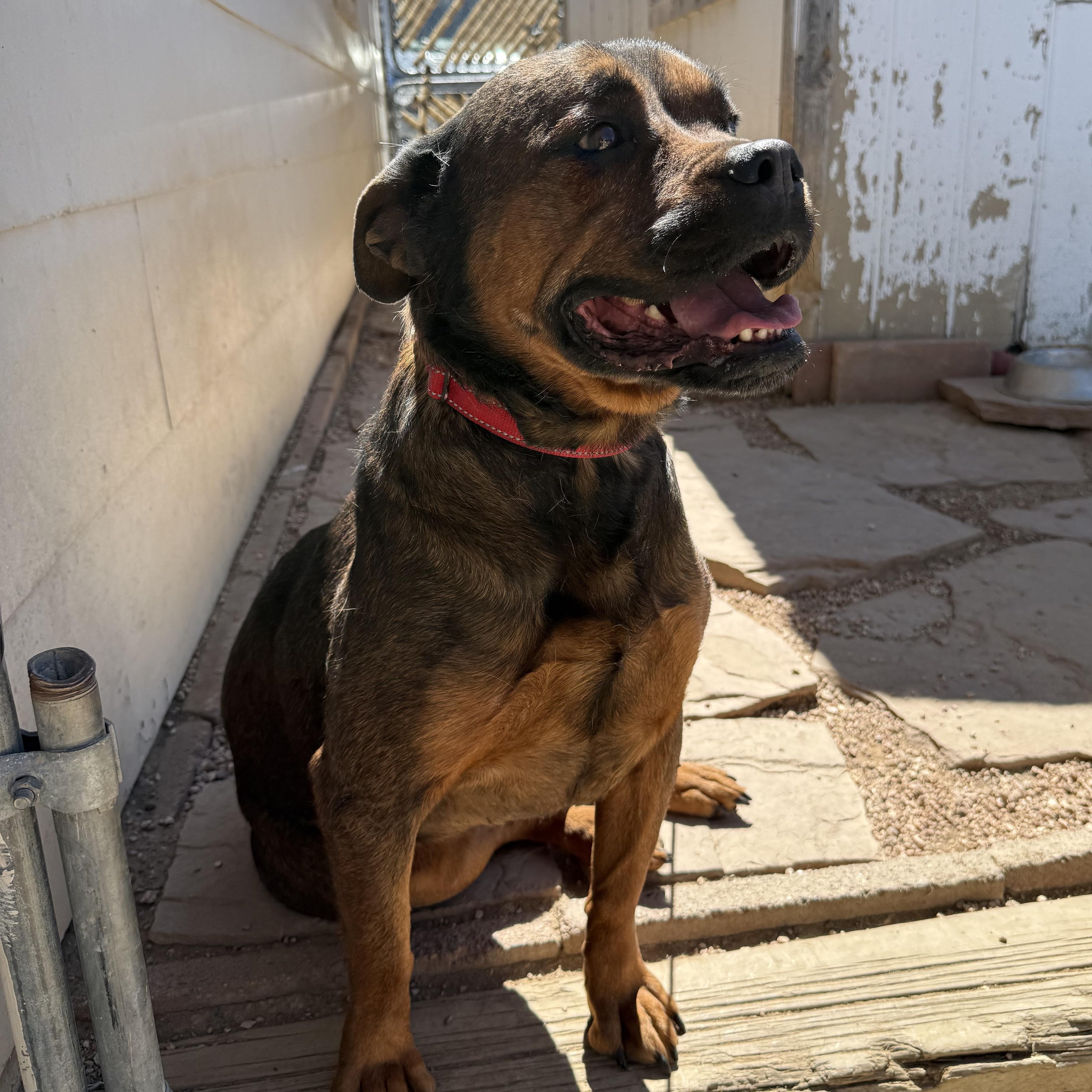 Enlarge Roxy, a Adoptable mixed breed in Littleton, CO image 2/3