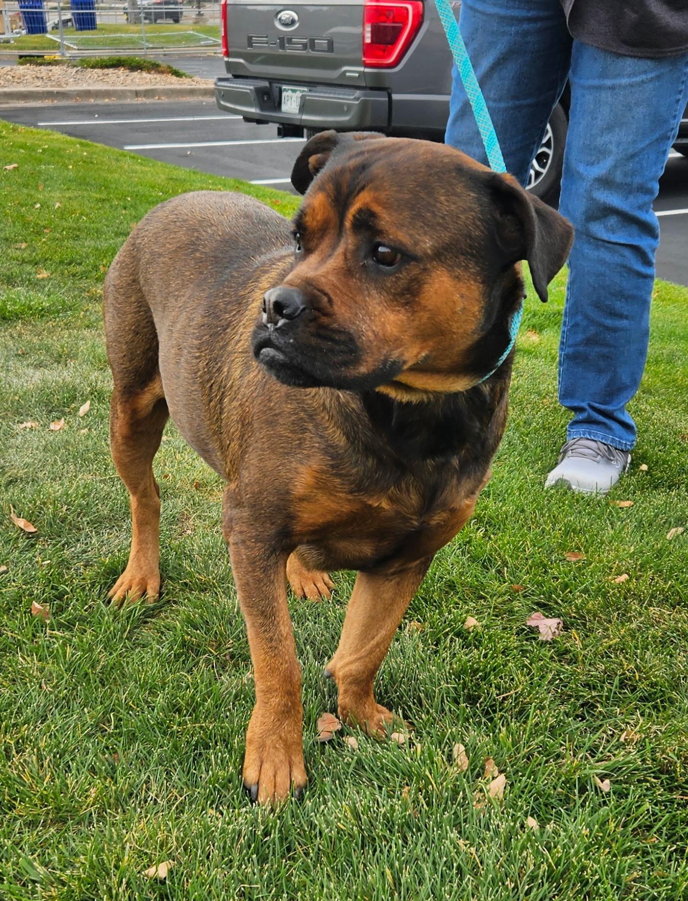 Roxy, a Adoptable mixed breed in Littleton, CO image 3/3