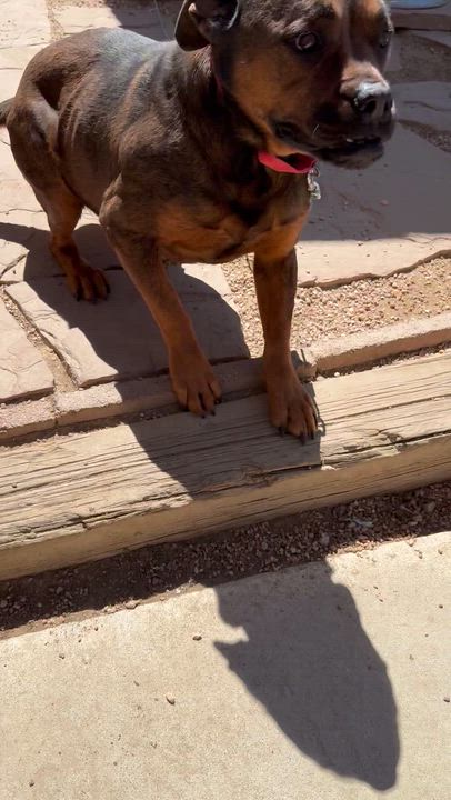 Enlarge Roxy, a Adoptable mixed breed in Littleton, CO video 4/4