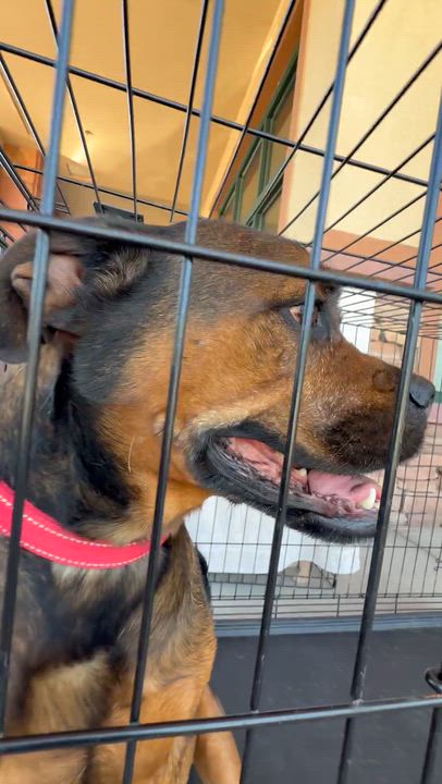 Enlarge Roxy, an adoptable mixed breed in Littleton, CO video 4/4