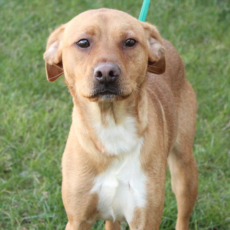 Enlarge Tibbet, a Adoptable Terrier in Eaton, OH image 8/12