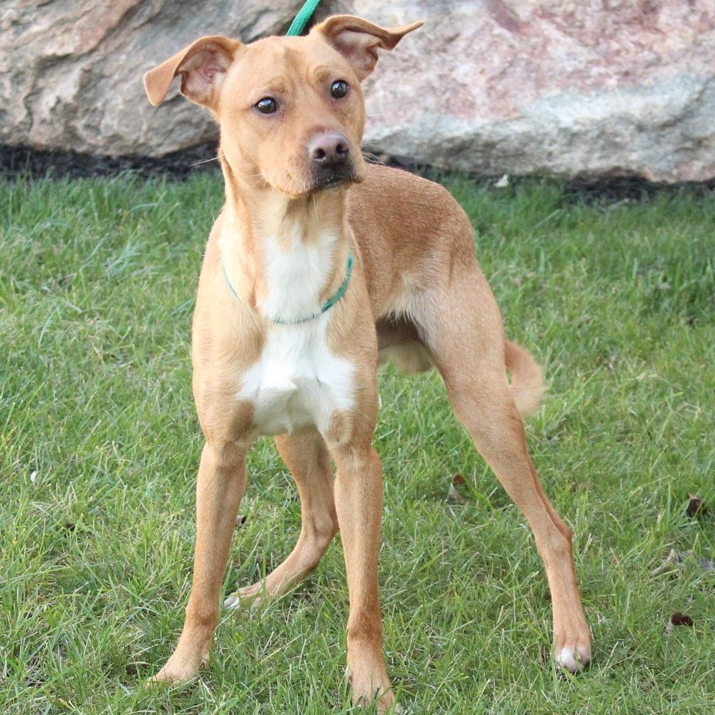 Enlarge Tibbet, a Adoptable Terrier in Eaton, OH image 9/12