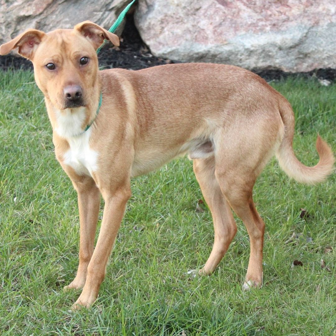 Enlarge Tibbet, a Adoptable Terrier in Eaton, OH image 10/12