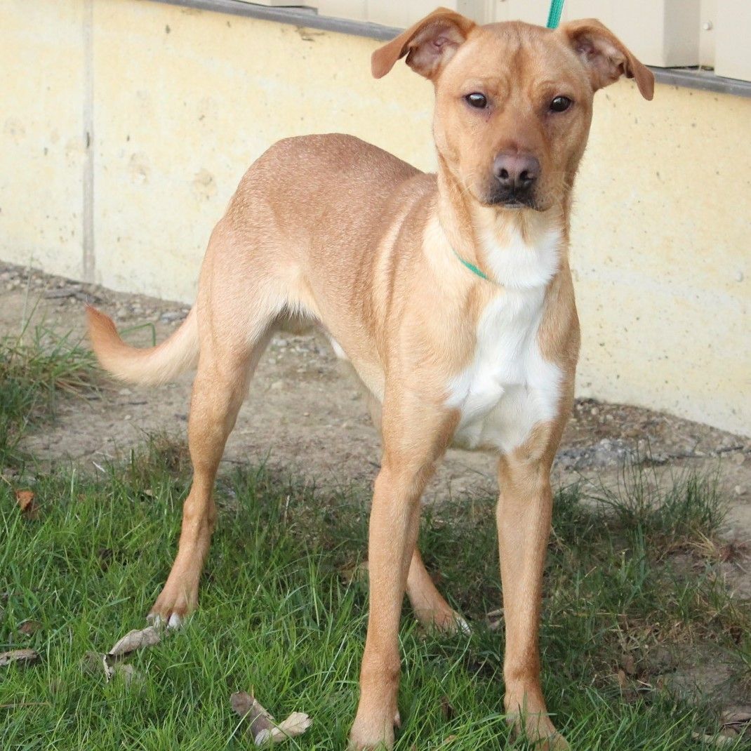 Enlarge Tibbet, a Adoptable Terrier in Eaton, OH image 11/12