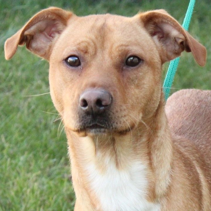 Tibbet, Adoptable, Young Male Terrier.