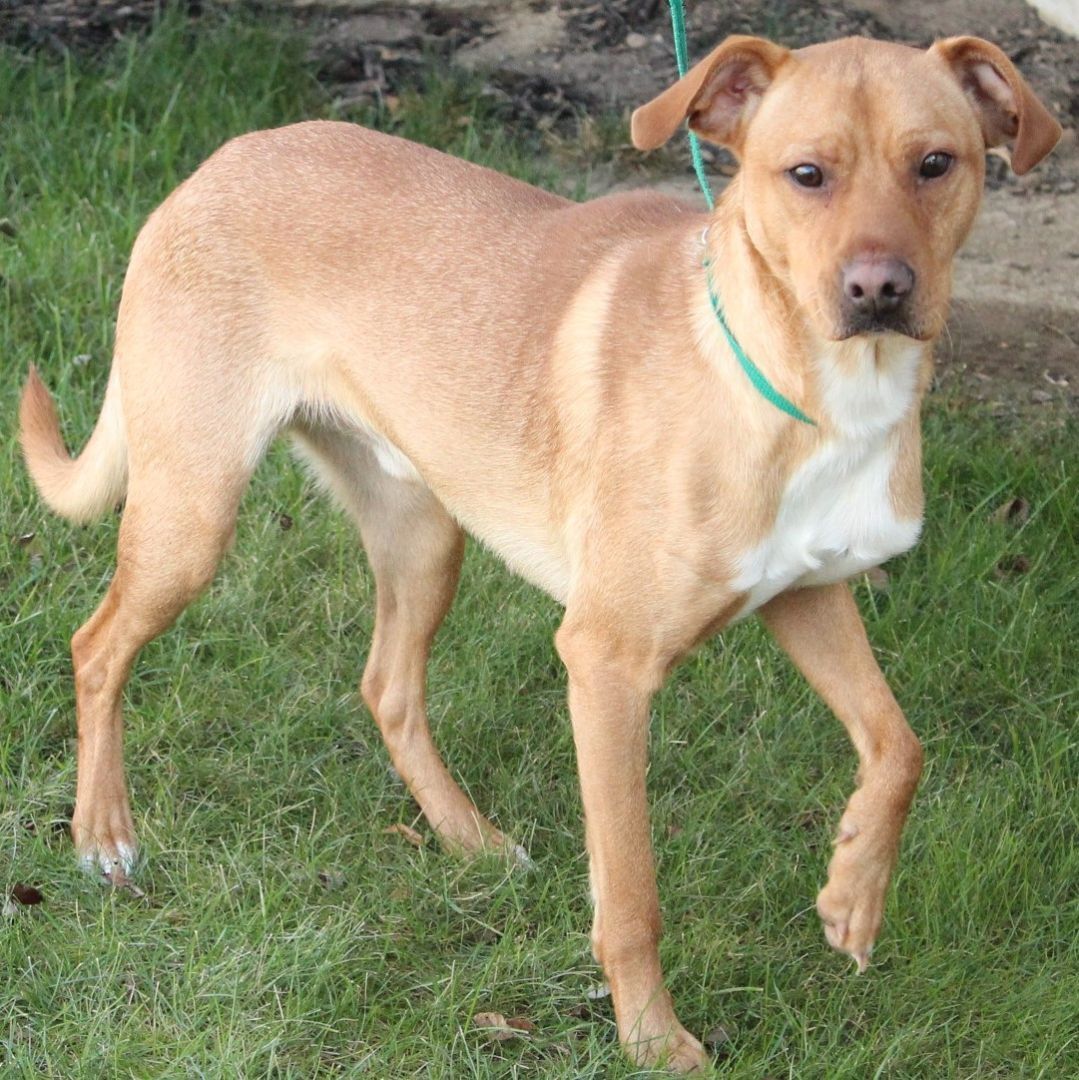 Enlarge Tibbet, a Adoptable Terrier in Eaton, OH image 12/12
