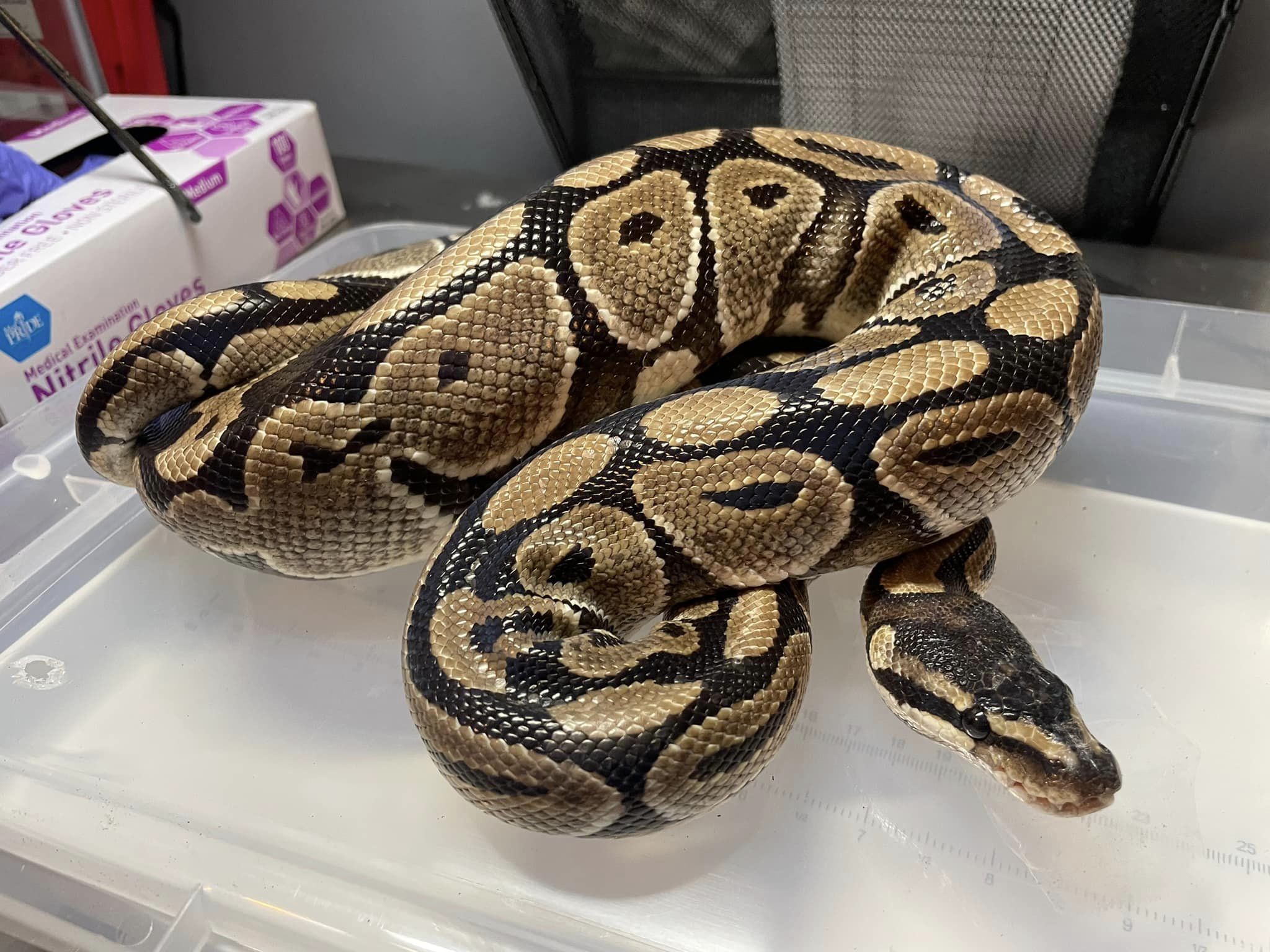 Lapras, Adoptable, Adult Male Ball Python.