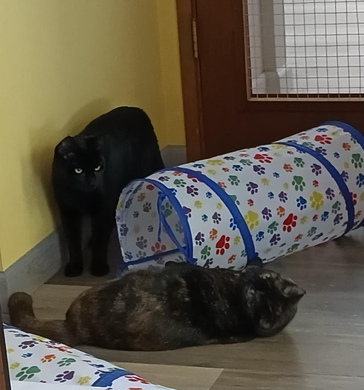 Enlarge Shadow Mist, a Adoptable Domestic Short Hair in Springfield, OR image 2/2