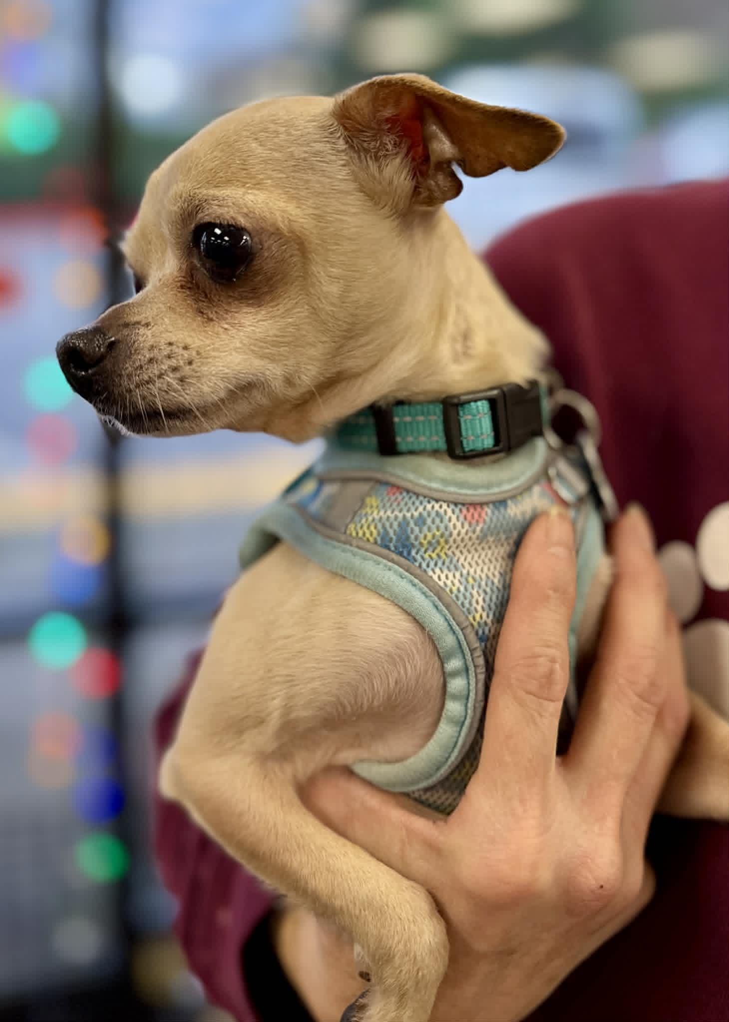 Rogue, a Adoptable Chihuahua in Covington, WA image 5/5