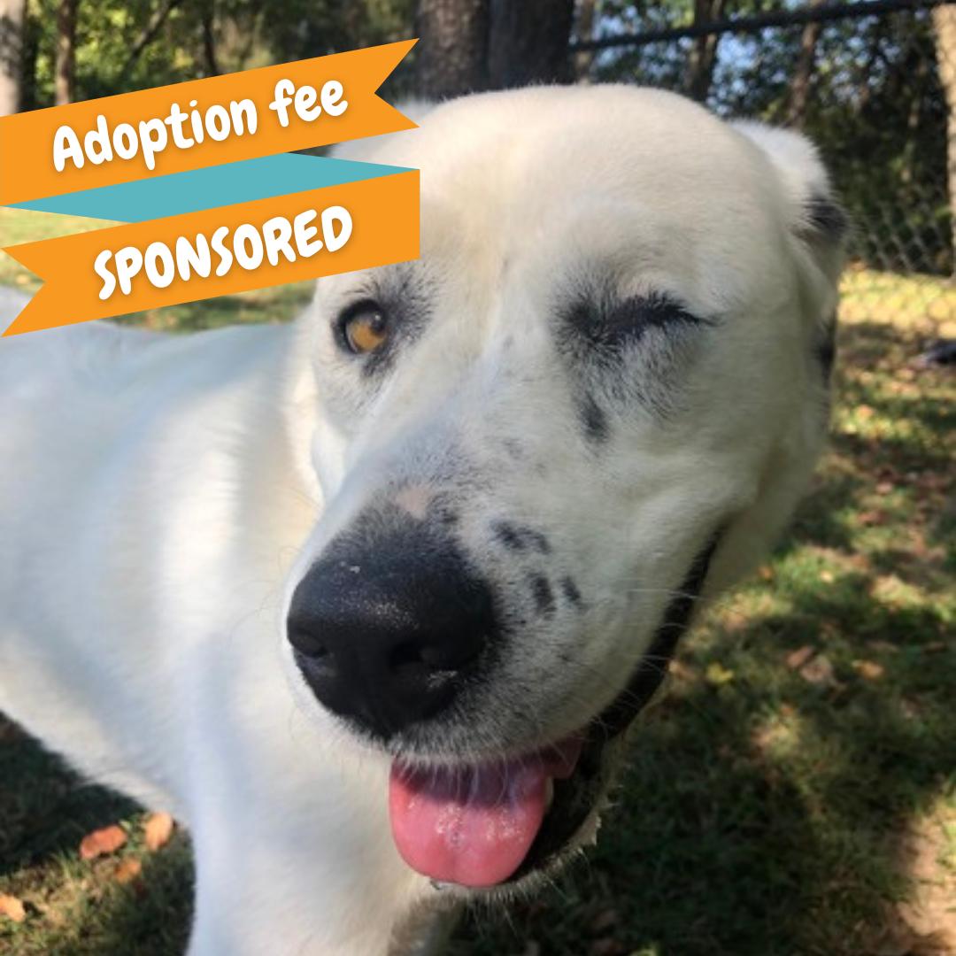Lunara, Adult Female Great Pyrenees