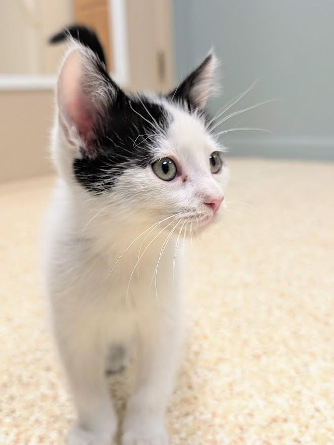 Cowan, ADOPTABLE, Young Male Domestic Short Hair.