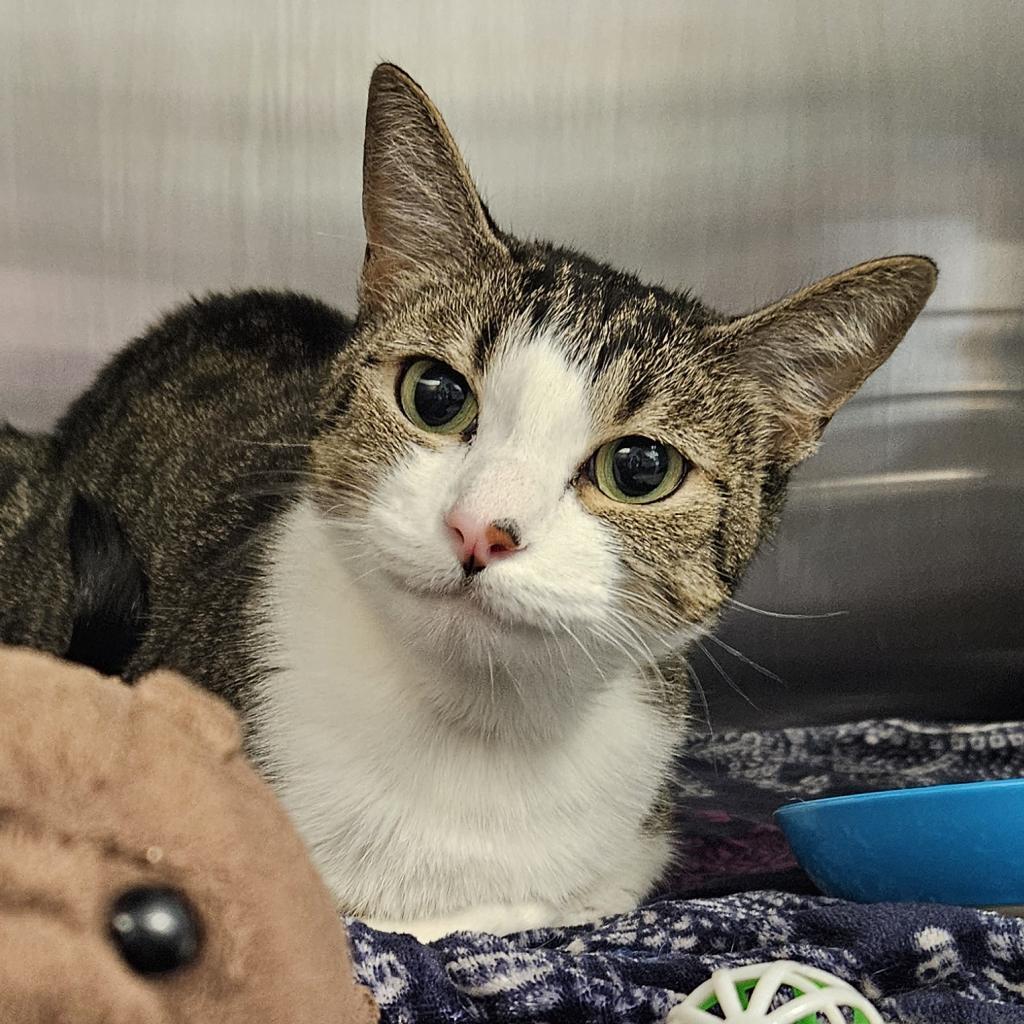 Seraphina, Adoptable, Adult Female Domestic Short Hair.