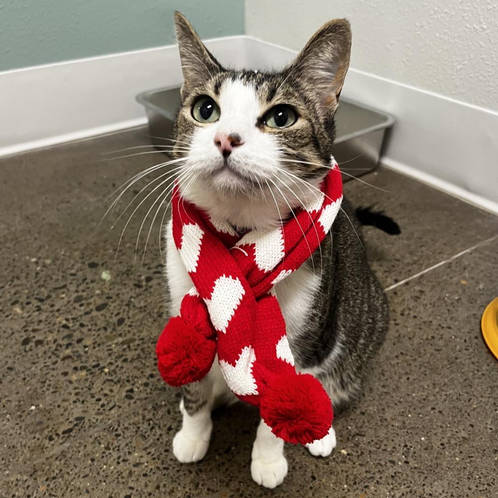 Seraphina, Adoptable, Adult Female Domestic Short Hair.