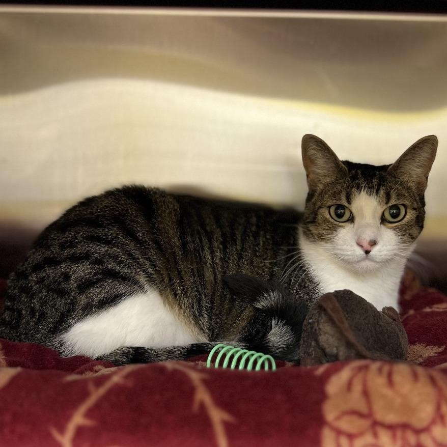 Enlarge Seraphina, a Adoptable mixed breed in Keizer, OR image 2/3