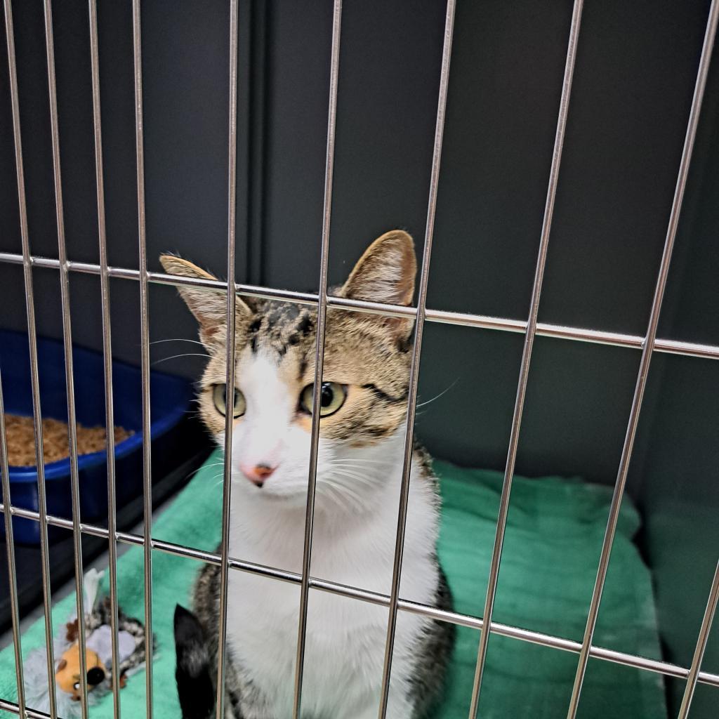 Enlarge Seraphina, a Adoptable mixed breed in Keizer, OR image 3/3