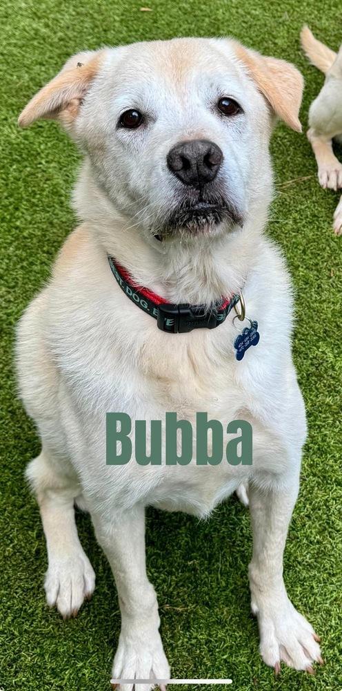 Bubba, a Adoptable Labrador Retriever in Dunwoody, GA image 2/4