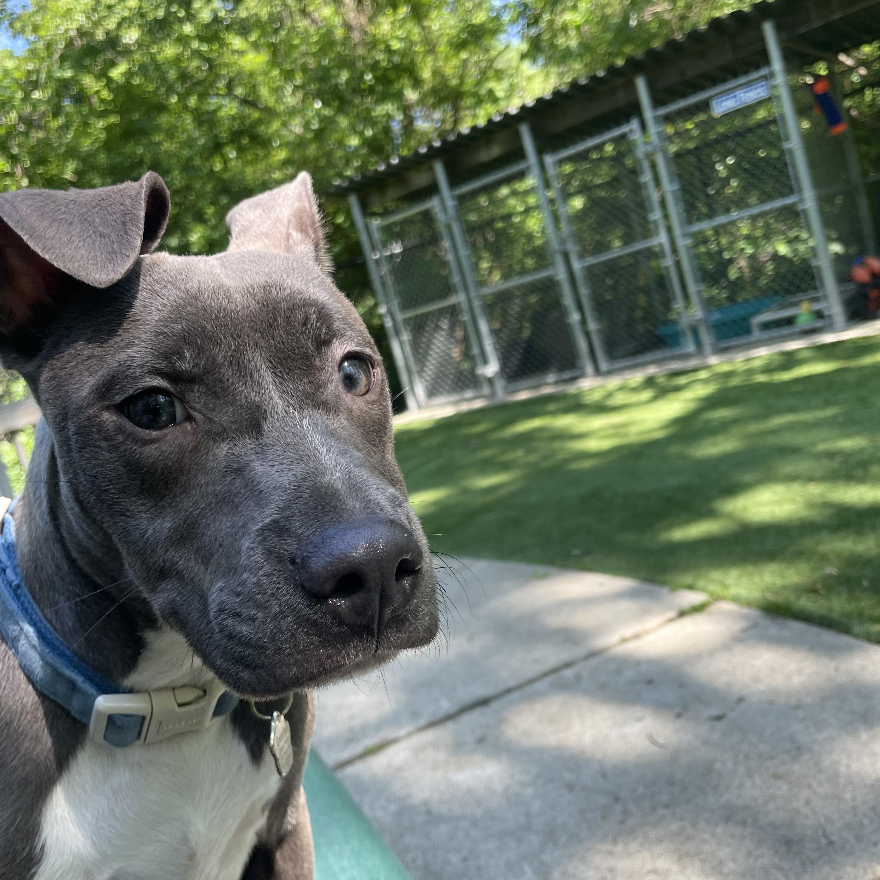 Enlarge Maya, a ADOPTABLE mixed breed in Greenbelt, MD image 5/6