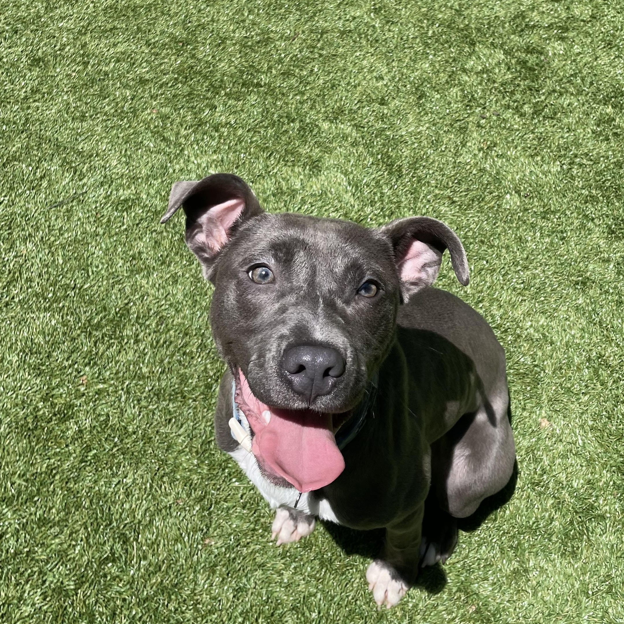 Enlarge Maya, a ADOPTABLE mixed breed in Greenbelt, MD image 6/6