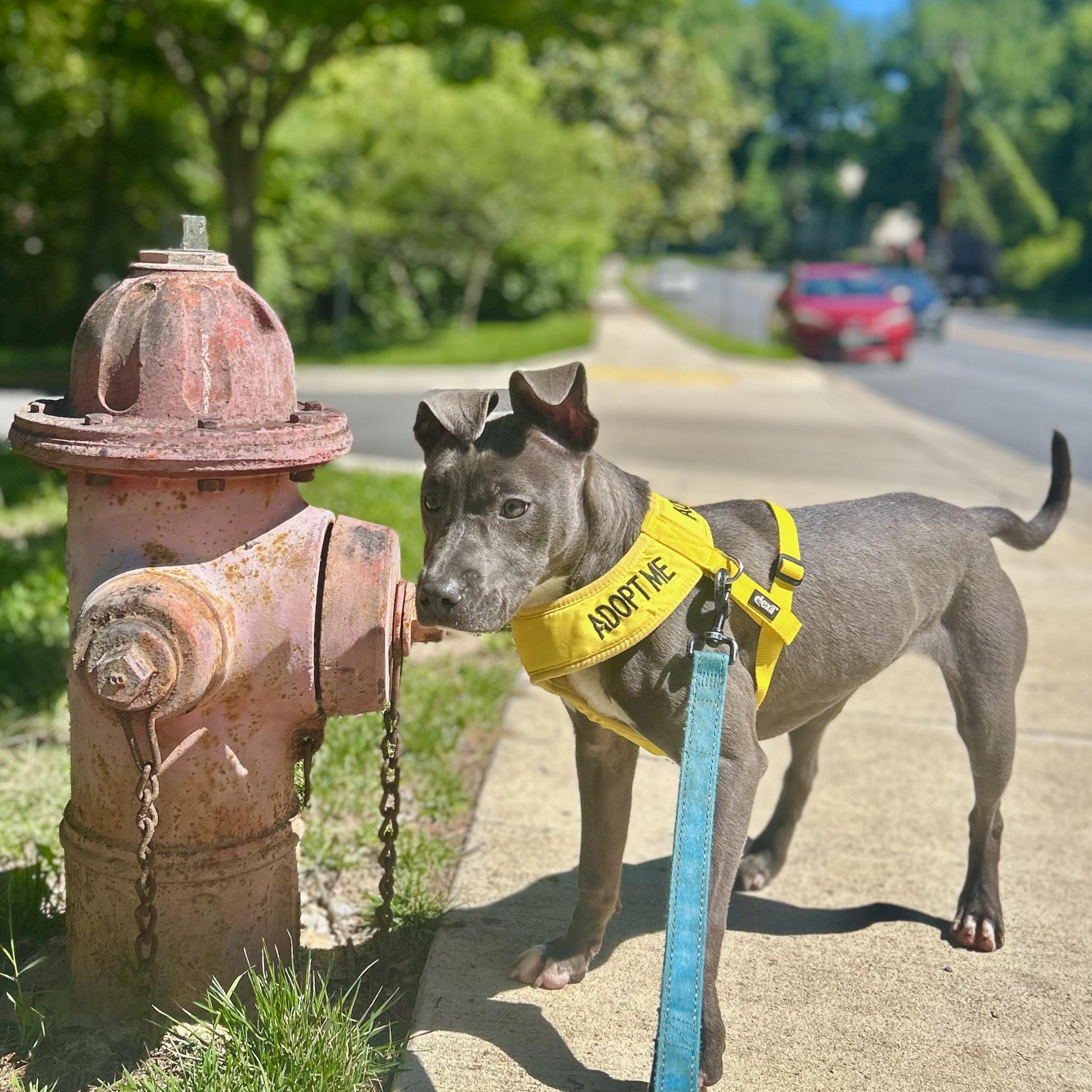 Enlarge Maya, a ADOPTABLE mixed breed in Greenbelt, MD image 1/6