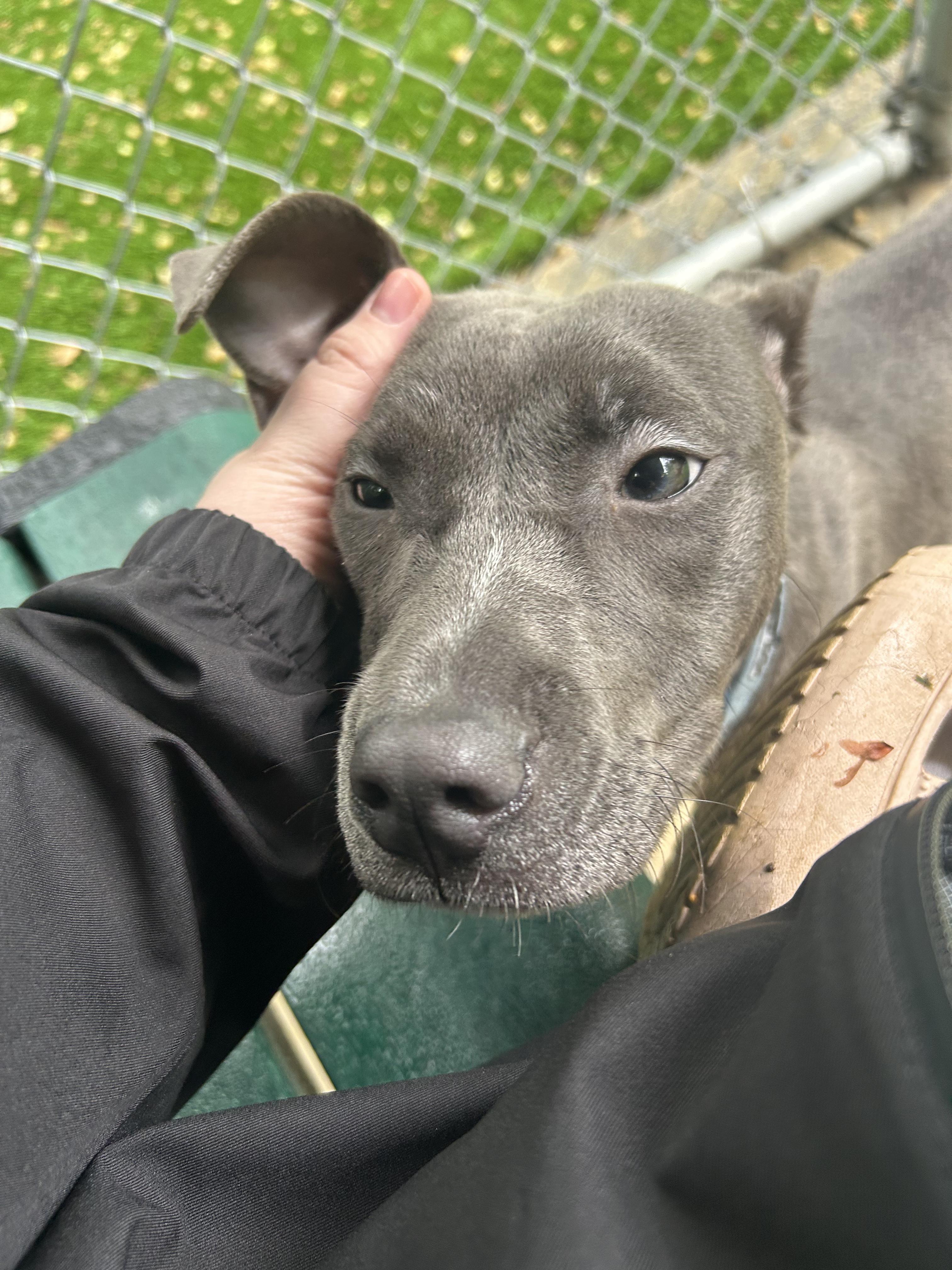 Enlarge Maya, a ADOPTABLE mixed breed in Greenbelt, MD image 2/6