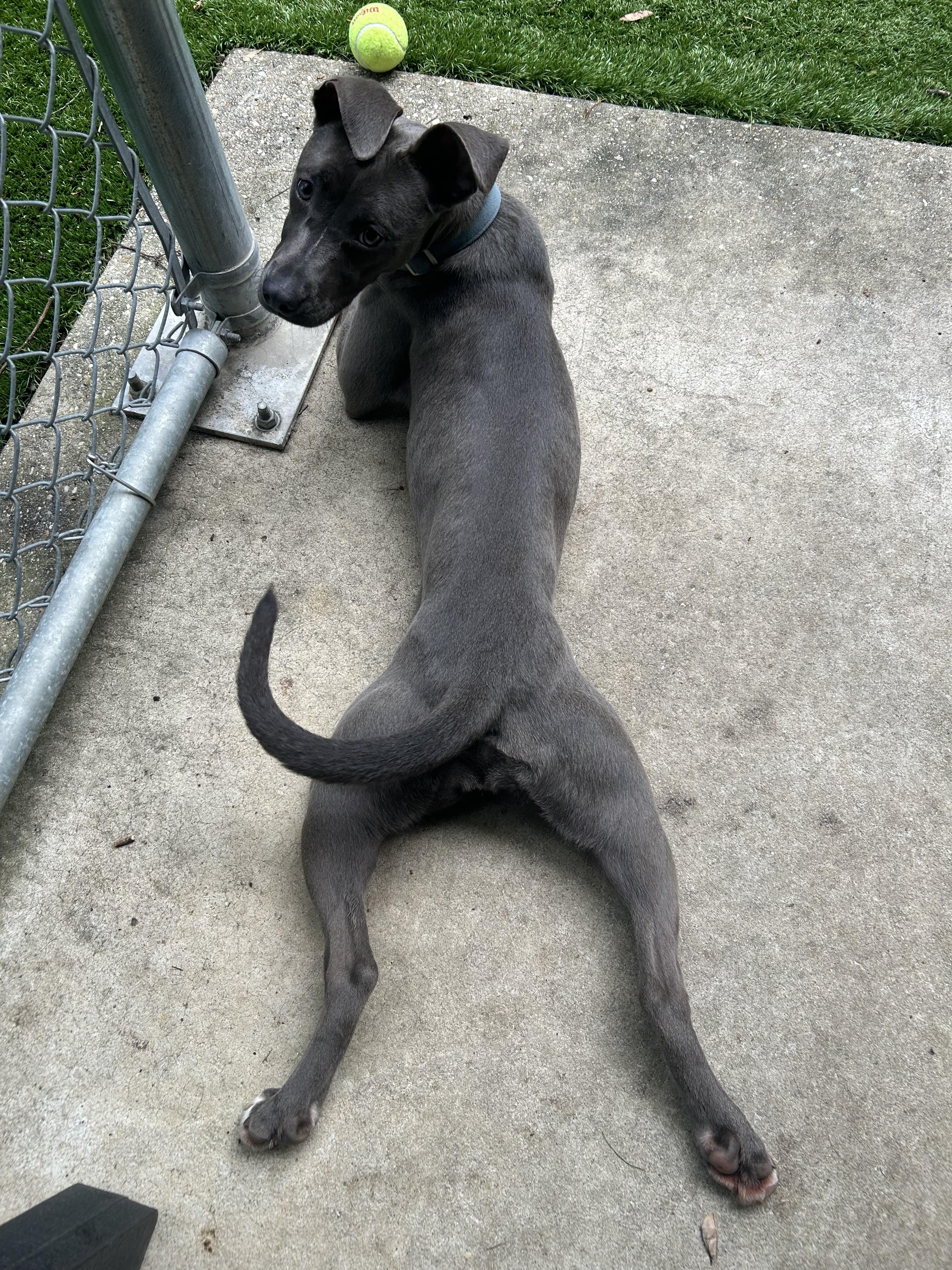 Maya, a ADOPTABLE mixed breed in Greenbelt, MD image 5/6