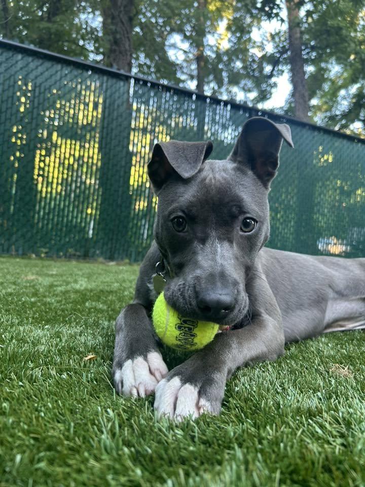 Maya, ADOPTABLE, Puppy Female Pit Bull Terrier.