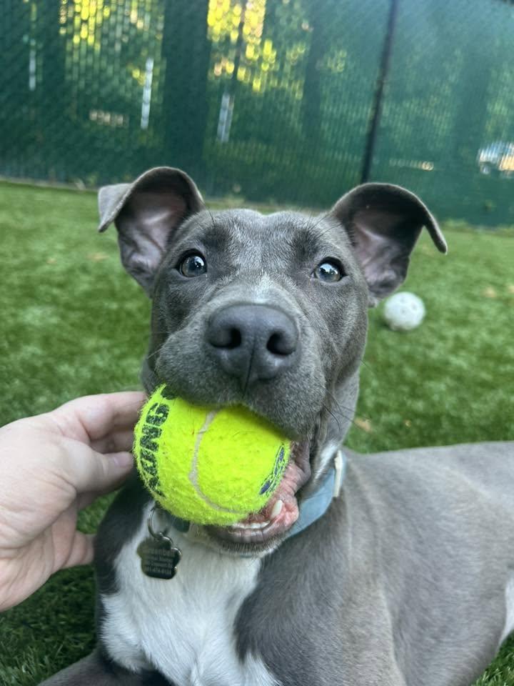 Maya, a ADOPTABLE mixed breed in Greenbelt, MD image 4/6