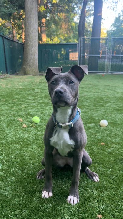 Enlarge Maya, a ADOPTABLE mixed breed in Greenbelt, MD video 6/6